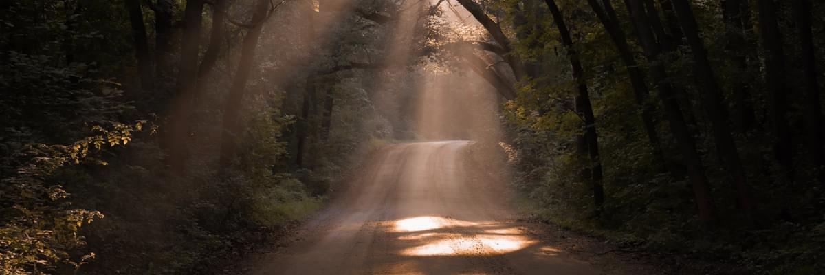An image of a dark woods, with a dusty lane going through the middle. Sunlight strongly shines through the trees, creating god rays.
