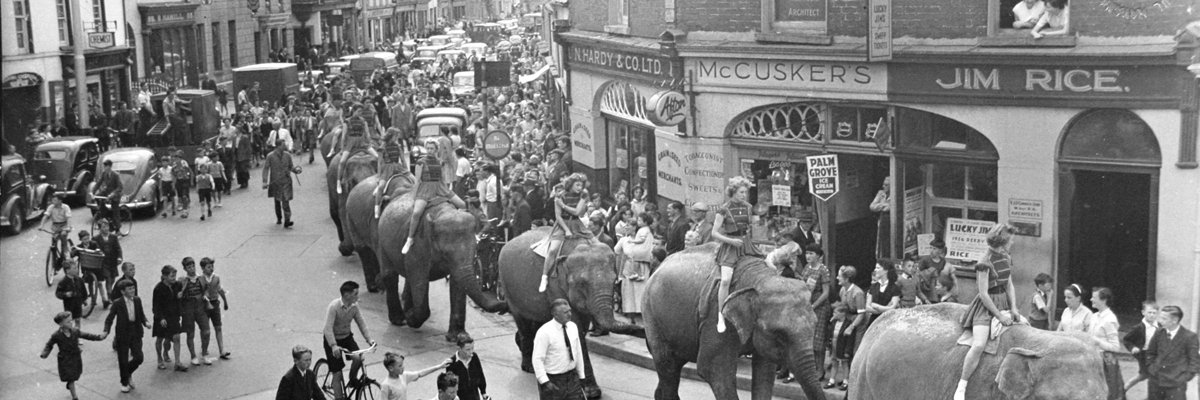 A black and white photo of an old fashioned circus with elephants, walking through Park Street, Dundalk, Co. Louth Ireland